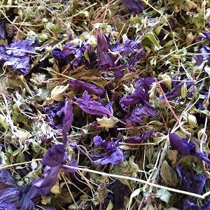 Atelier Découverte des plantes médicinales et leurs vertus