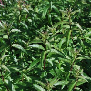 Hydrolat de Verveine citronnelle Bio