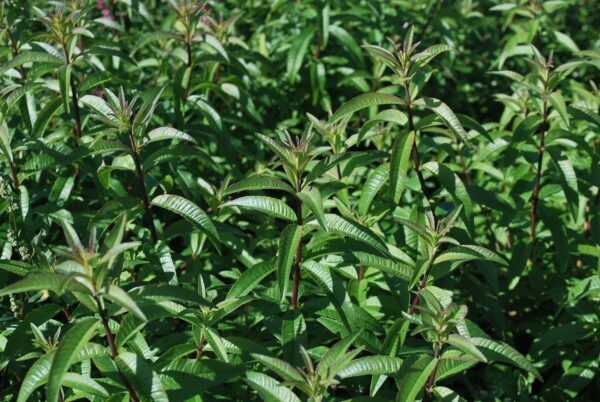 Hydrolat de Verveine citronnelle Bio