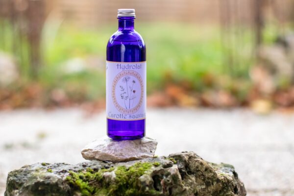 Hydrolat de Carotte sauvage Bio