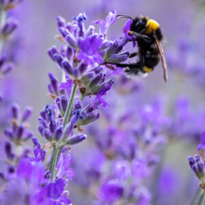 Hydrolat de Lavande officinale Bio