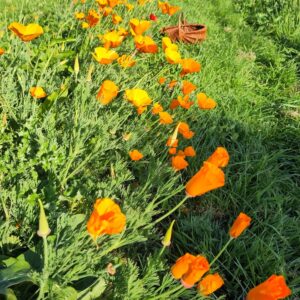 Atelier Visite de jardin et vertus des plantes